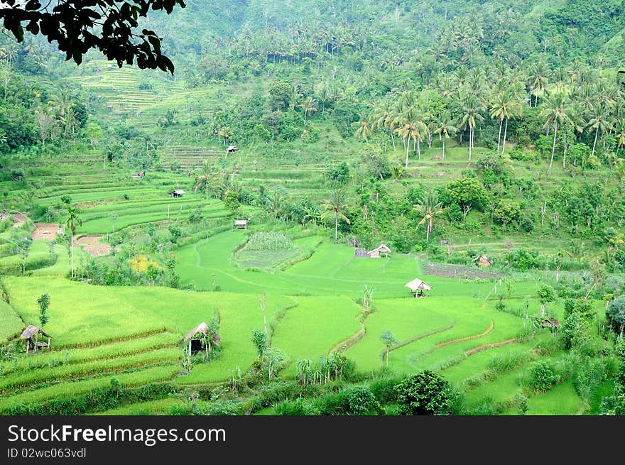 Green rice terraces in Bali, Indonesia