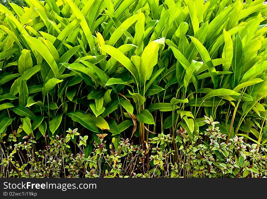 Garden plant in home. Beautiful green color.