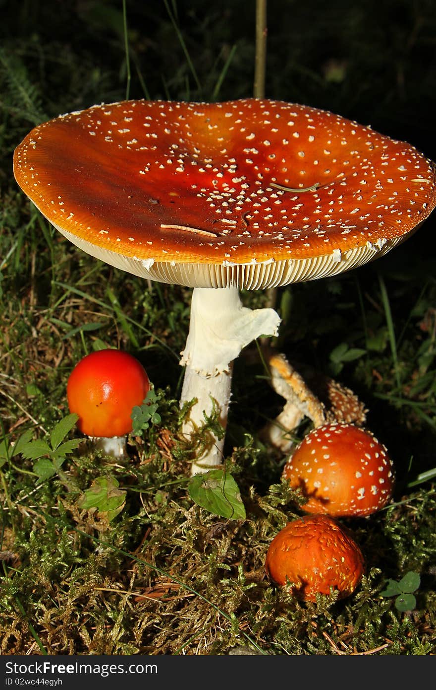 Amanita Muscaria