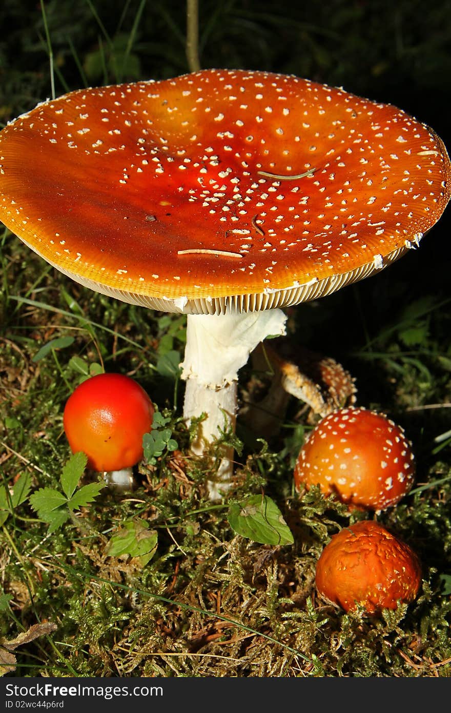 Amanita Muscaria. One of the most dangerous mushrooms in the world