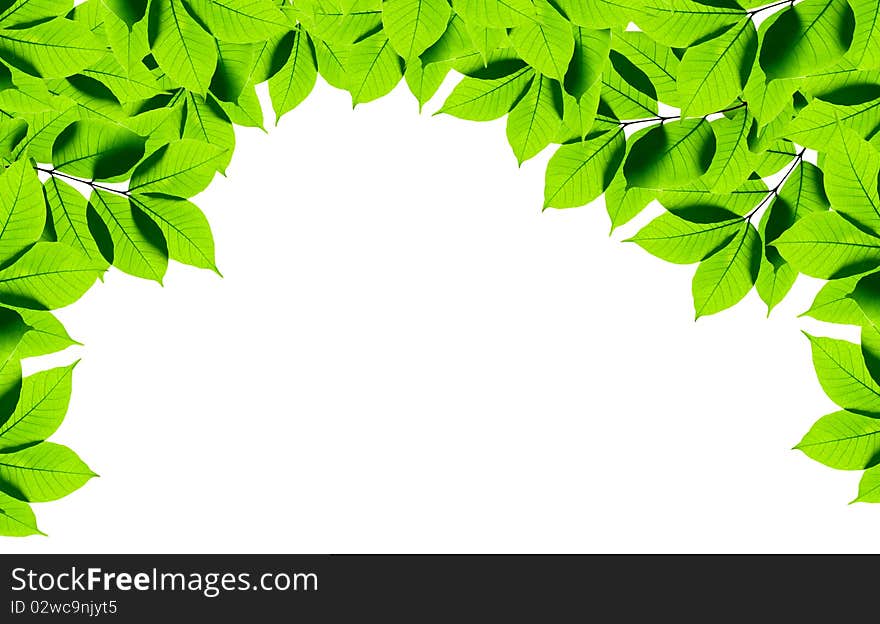 Green leaves on white background