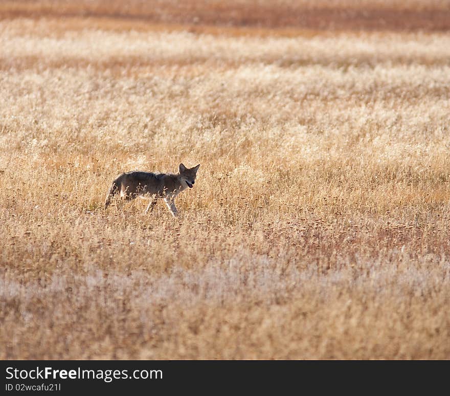 Coyote hunting during the fall season