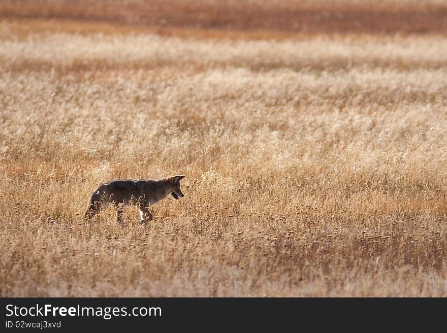 Coyote hunting during the fall season