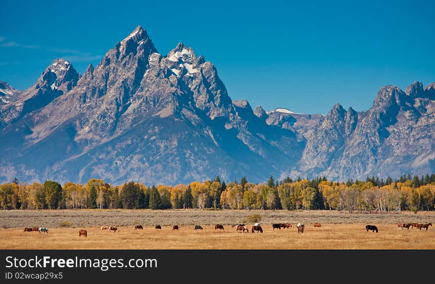 Grand Teton with horses in the foreground during the fall season