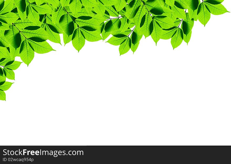 Green leaves on white background