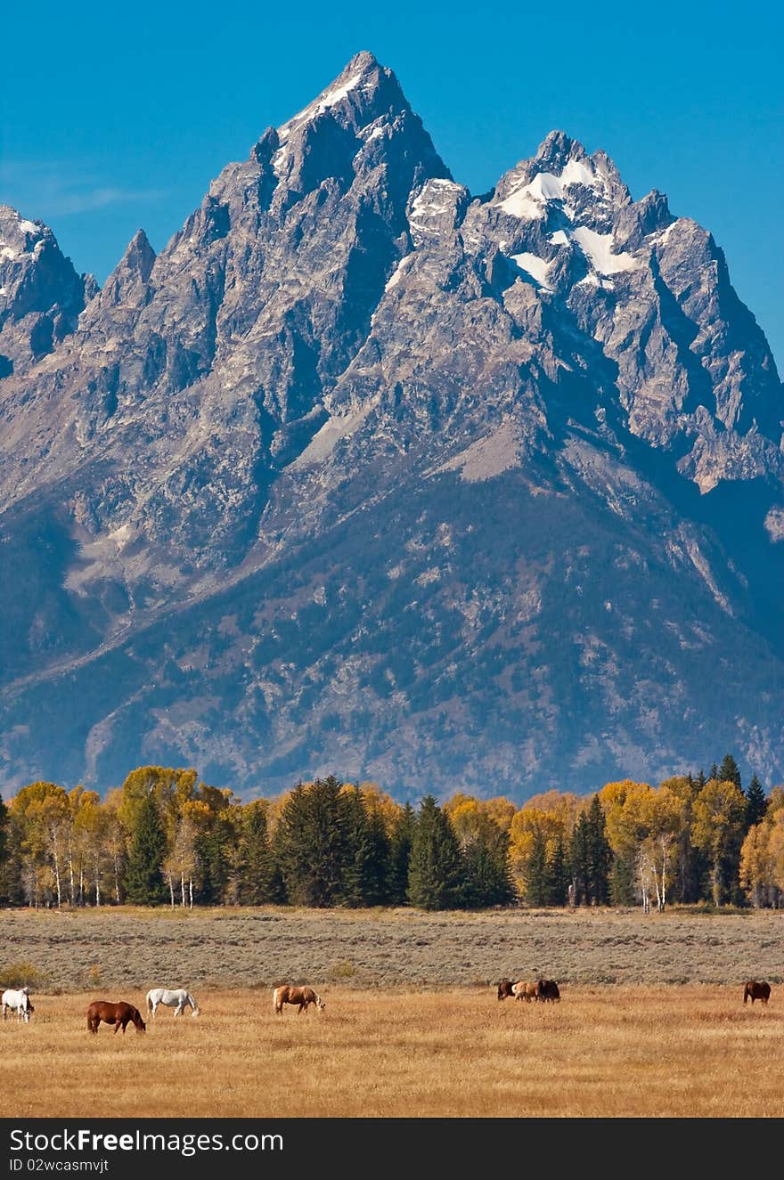 Grand Teton with horses in the foreground during the fall season