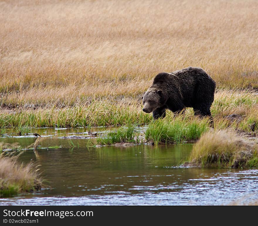 Grizzly Bear