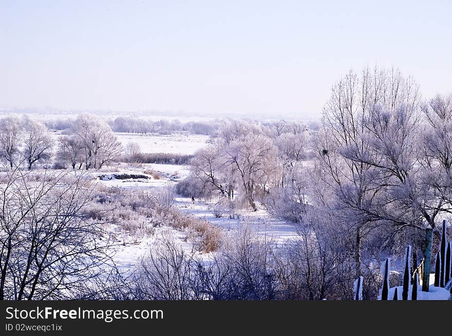 Trees winter landscape forest snow