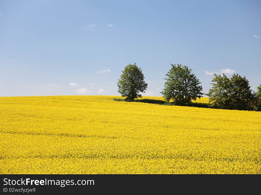 Yellow field rape in bloom with blue sky