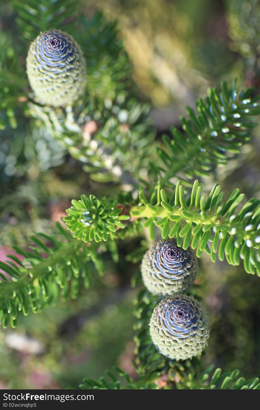 Korean fir cones