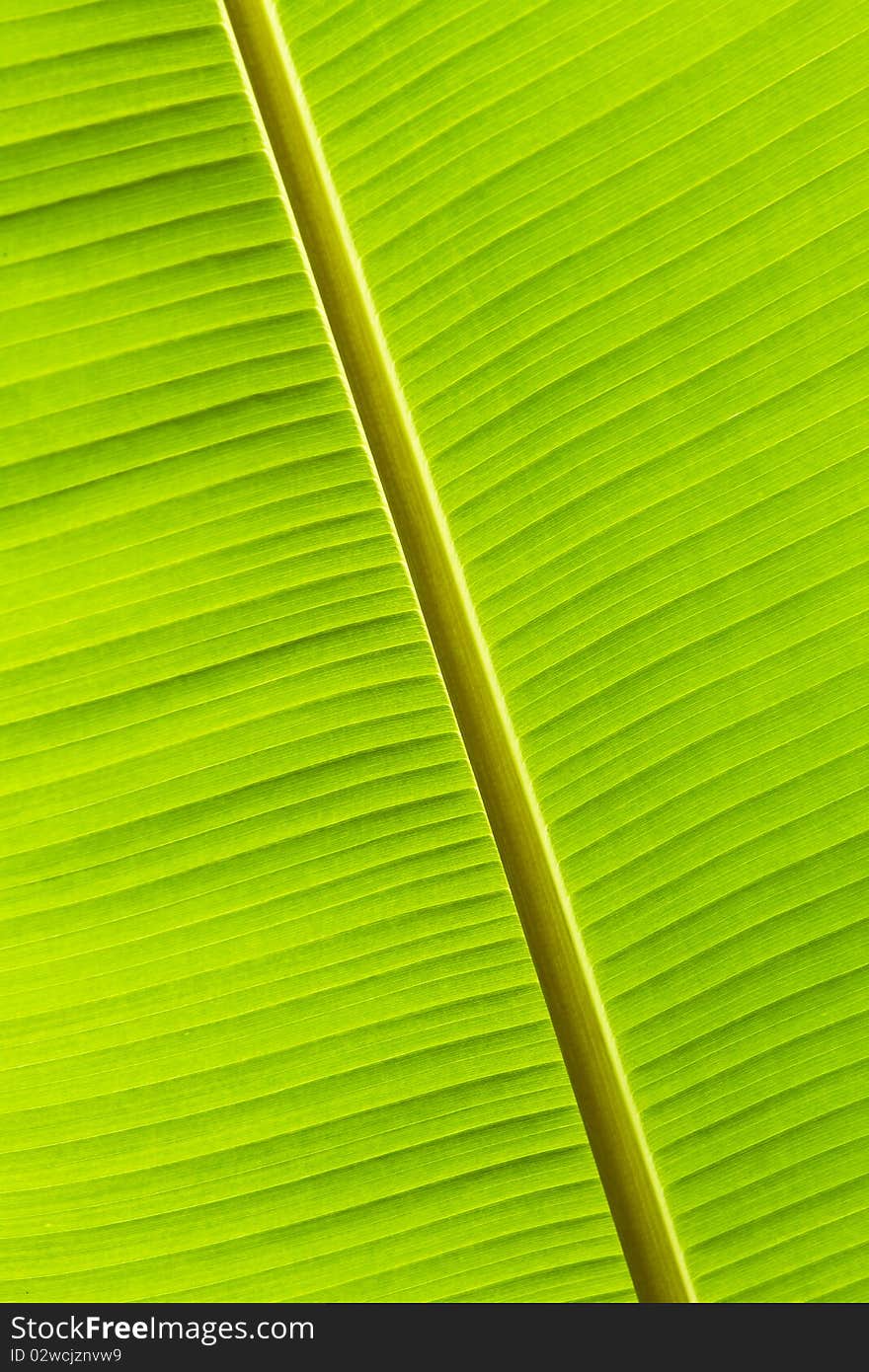 Closeup of banana leaf background