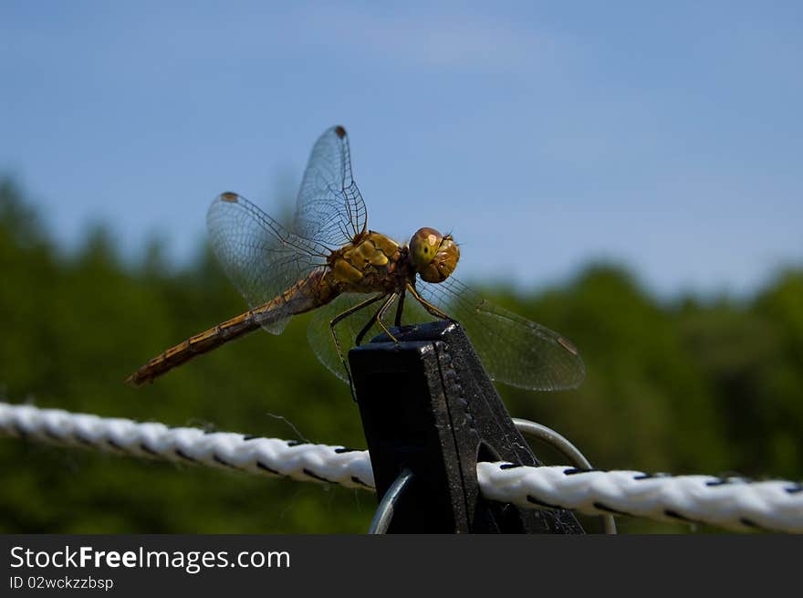 Dragonfly Close Up