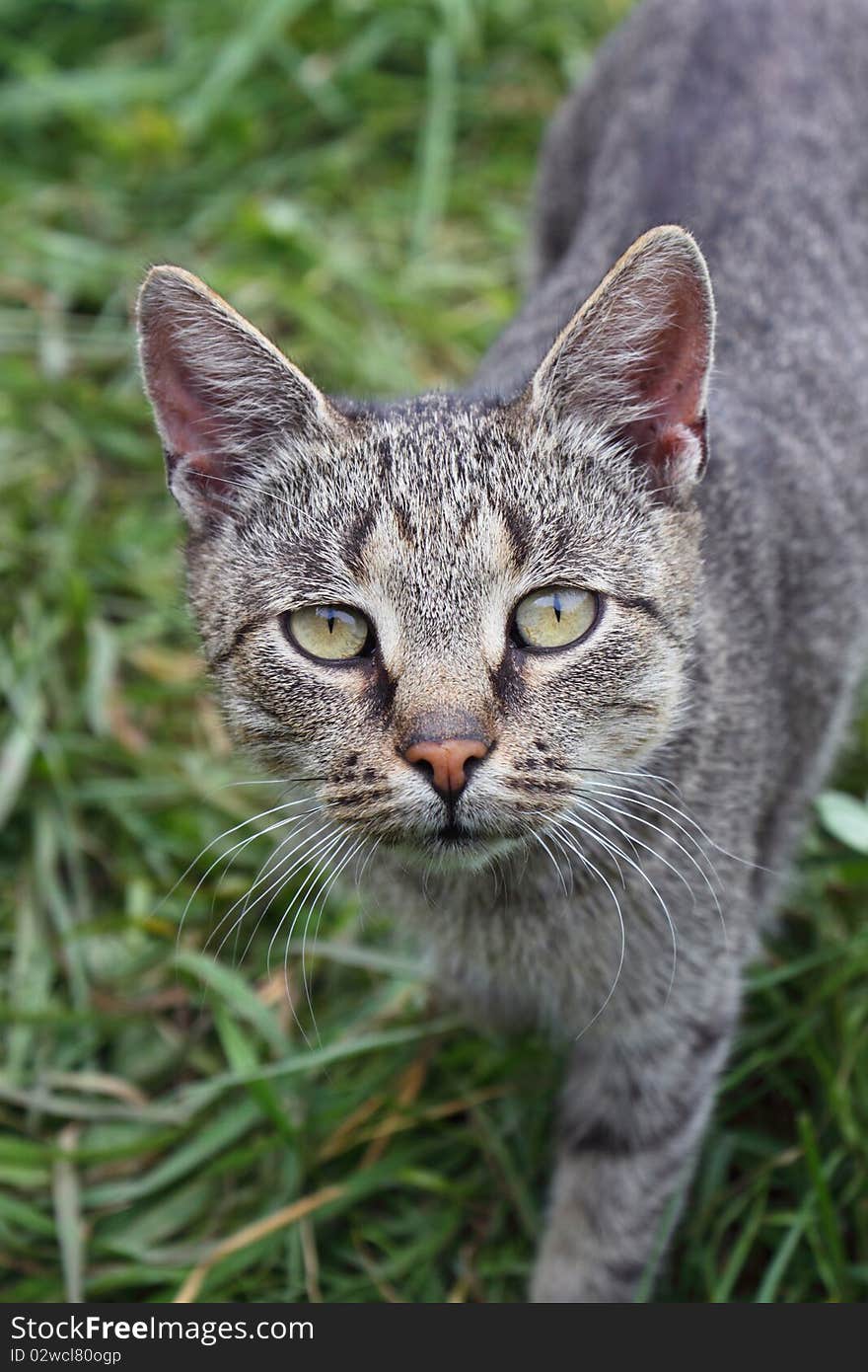 Cat stares into the camera lens. Cat stares into the camera lens