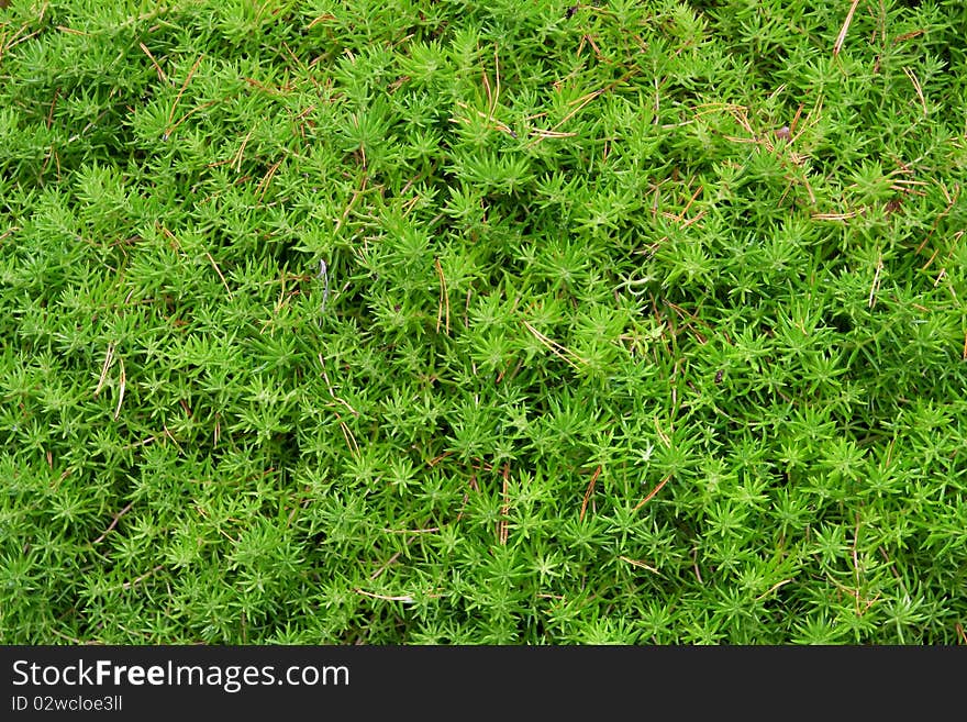 The texture of the green leaves and twigs of plants. Background