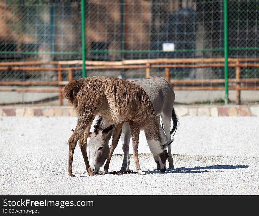 Llama and donkey in a funny crossed situation in a zoo