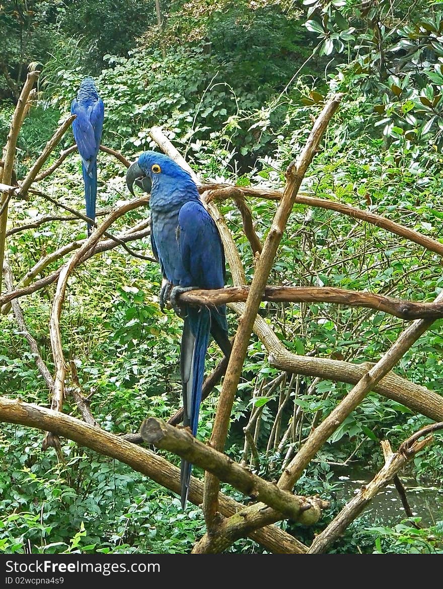 Two beautiful blue Hyacinth Macaw parrots at the Nashville, Tennessee zoo. Two beautiful blue Hyacinth Macaw parrots at the Nashville, Tennessee zoo.