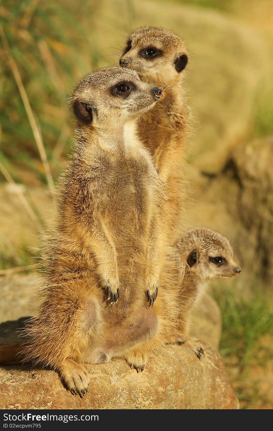 Animals: Family of meerkats on the look out (focus on first one)