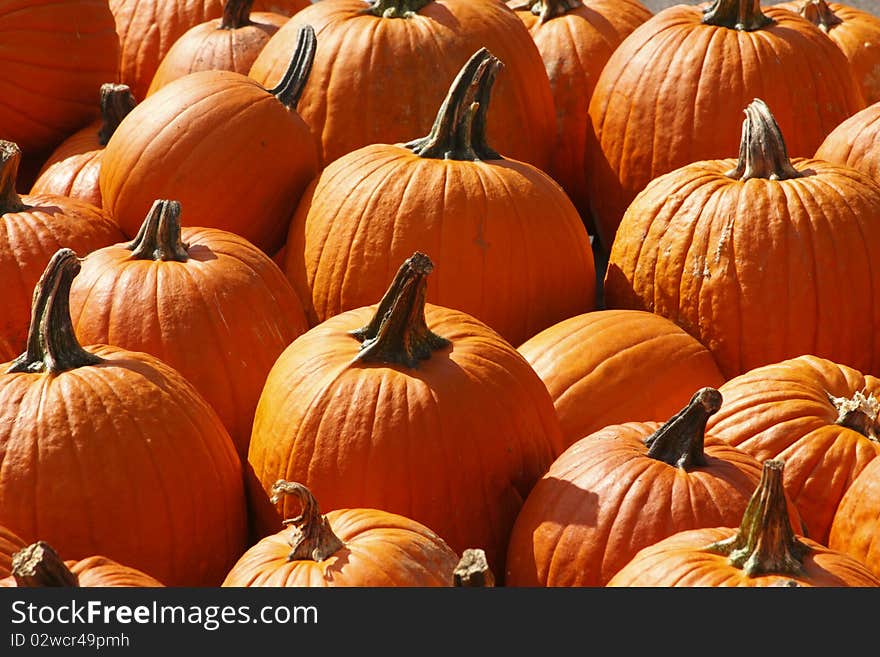 Pumpkins on a farm in Pennsylvania