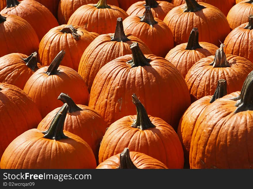 Pumpkins on a farm in Pennsylvania