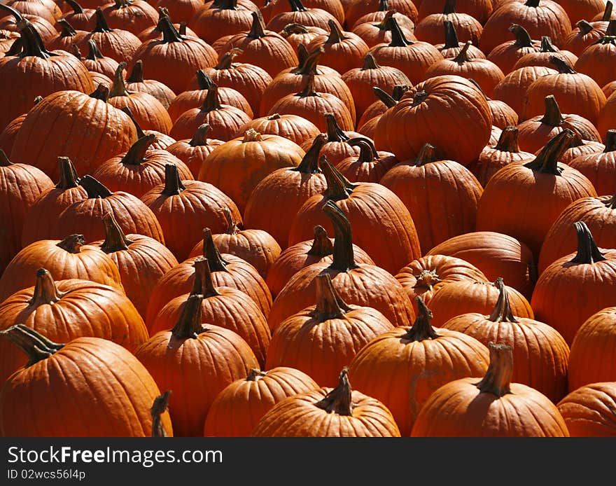 Pumpkins on a farm in Pennsylvania