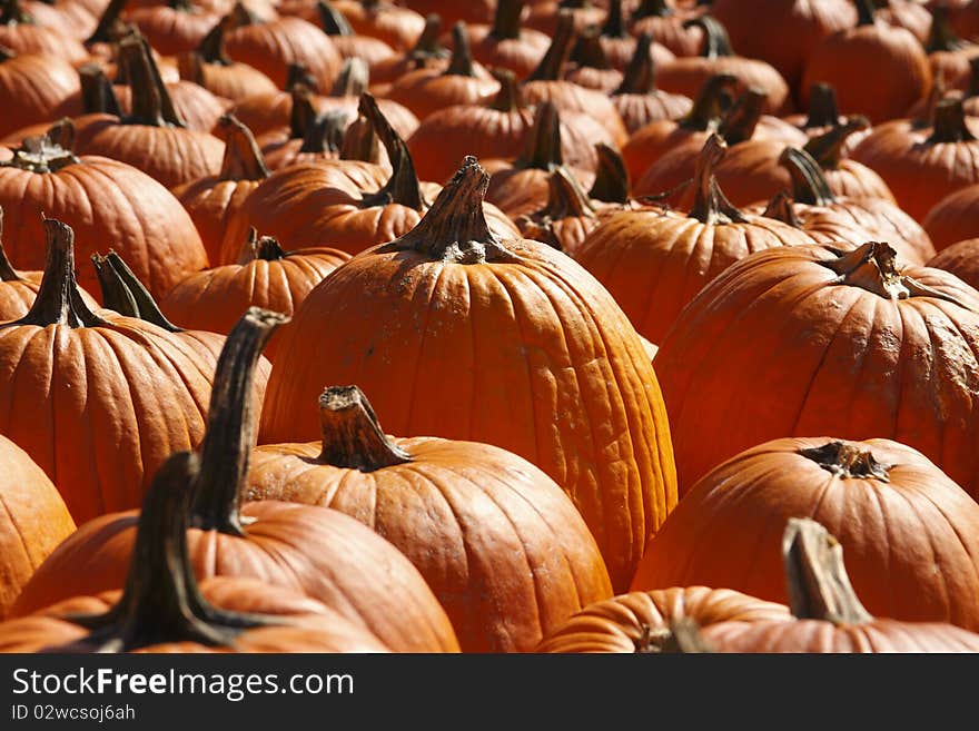 Pumpkins on a farm in Pennsylvania