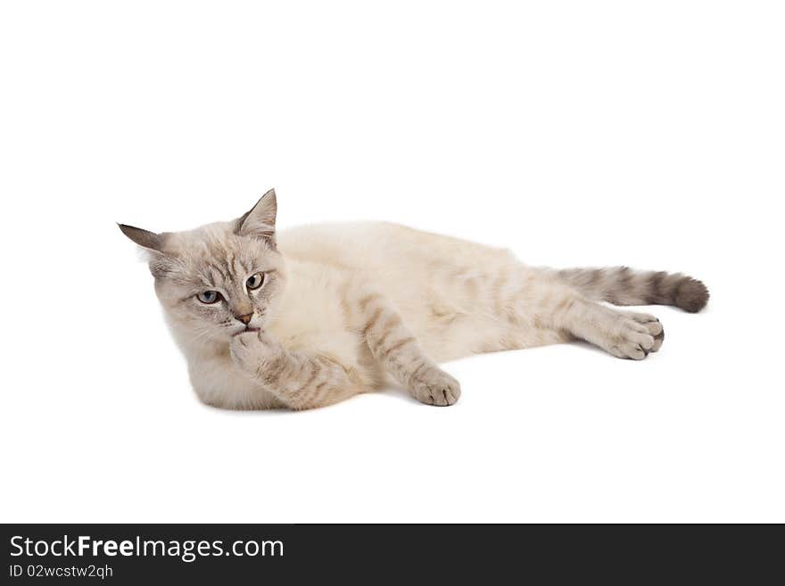 The light-beige striped cat lays on a white background. The light-beige striped cat lays on a white background