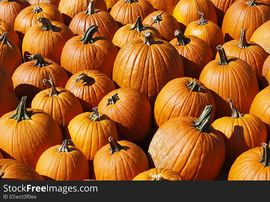 Pumpkins on a farm in Pennsylvania