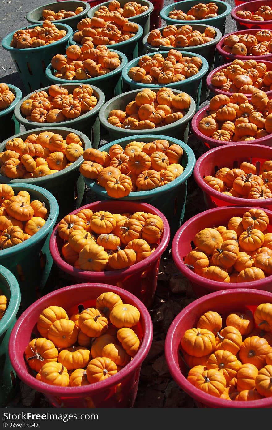 Pumpkins on a farm in Pennsylvania