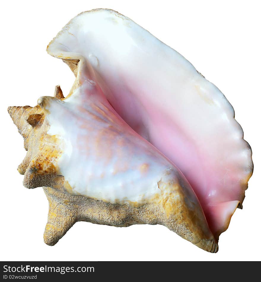 Seashell