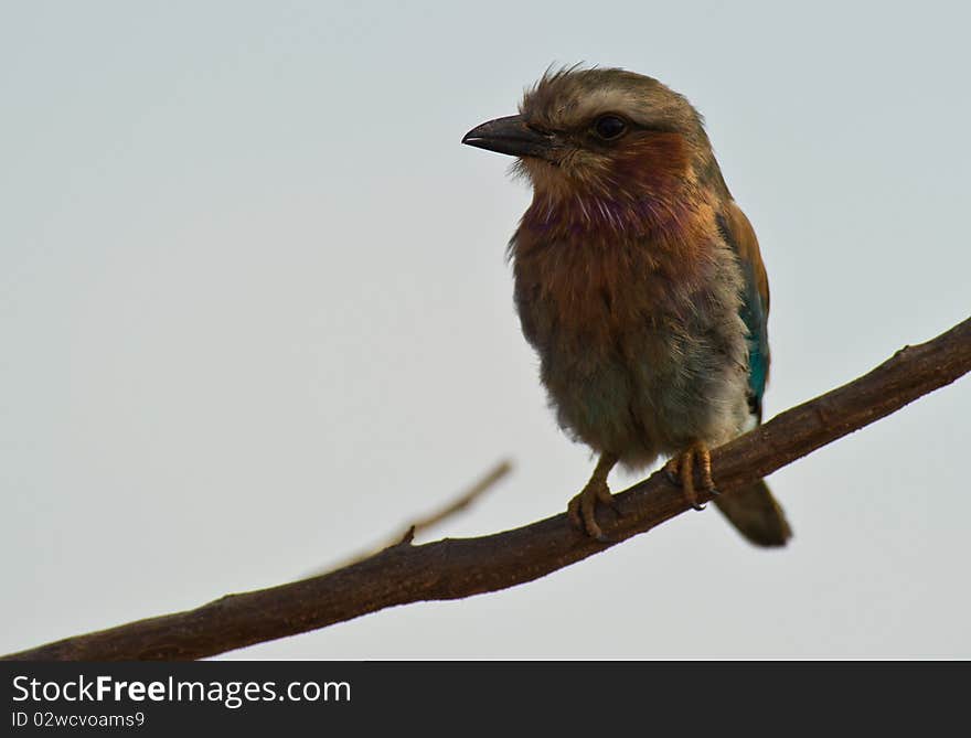 A Rufous-crowned Roller shows the details and colors of his characteristic plumage. A Rufous-crowned Roller shows the details and colors of his characteristic plumage.