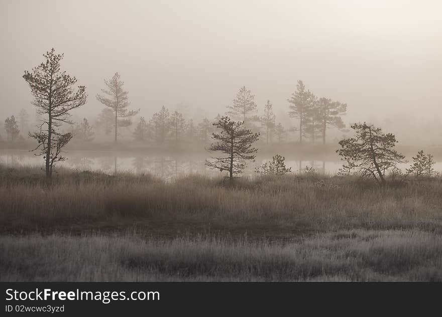 Cold and misty morning in estonian swamp