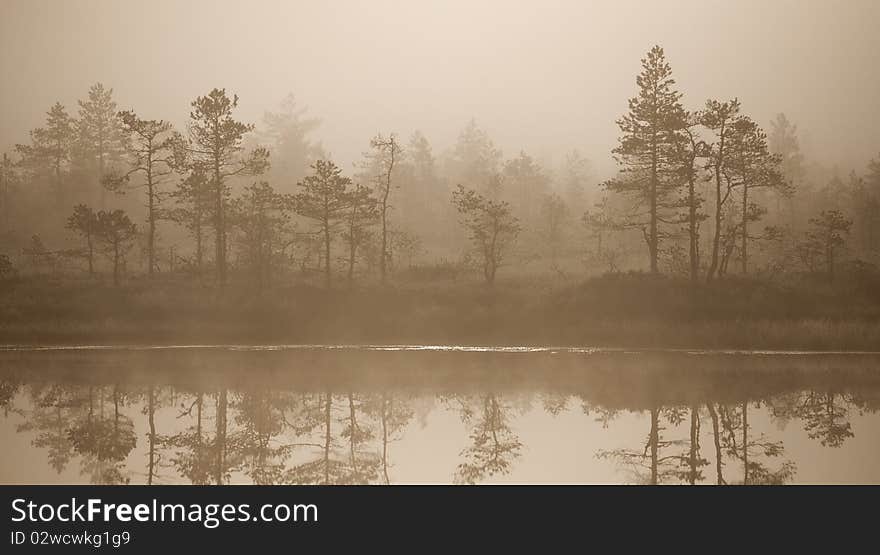 Cold and misty morning in estonian swamp