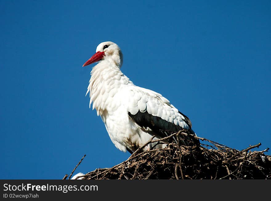 Stork sitting on high nest