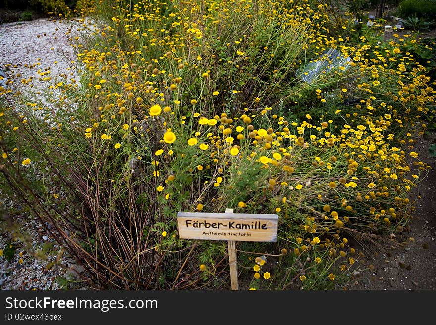 Medical yellow chamomile, also called Anthemis tinctoria or Golden Marguerite. It is a species of the Sunflower family