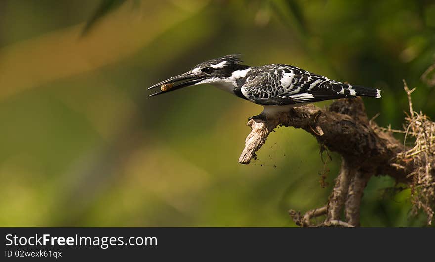 Hunting Pied Kingfisher