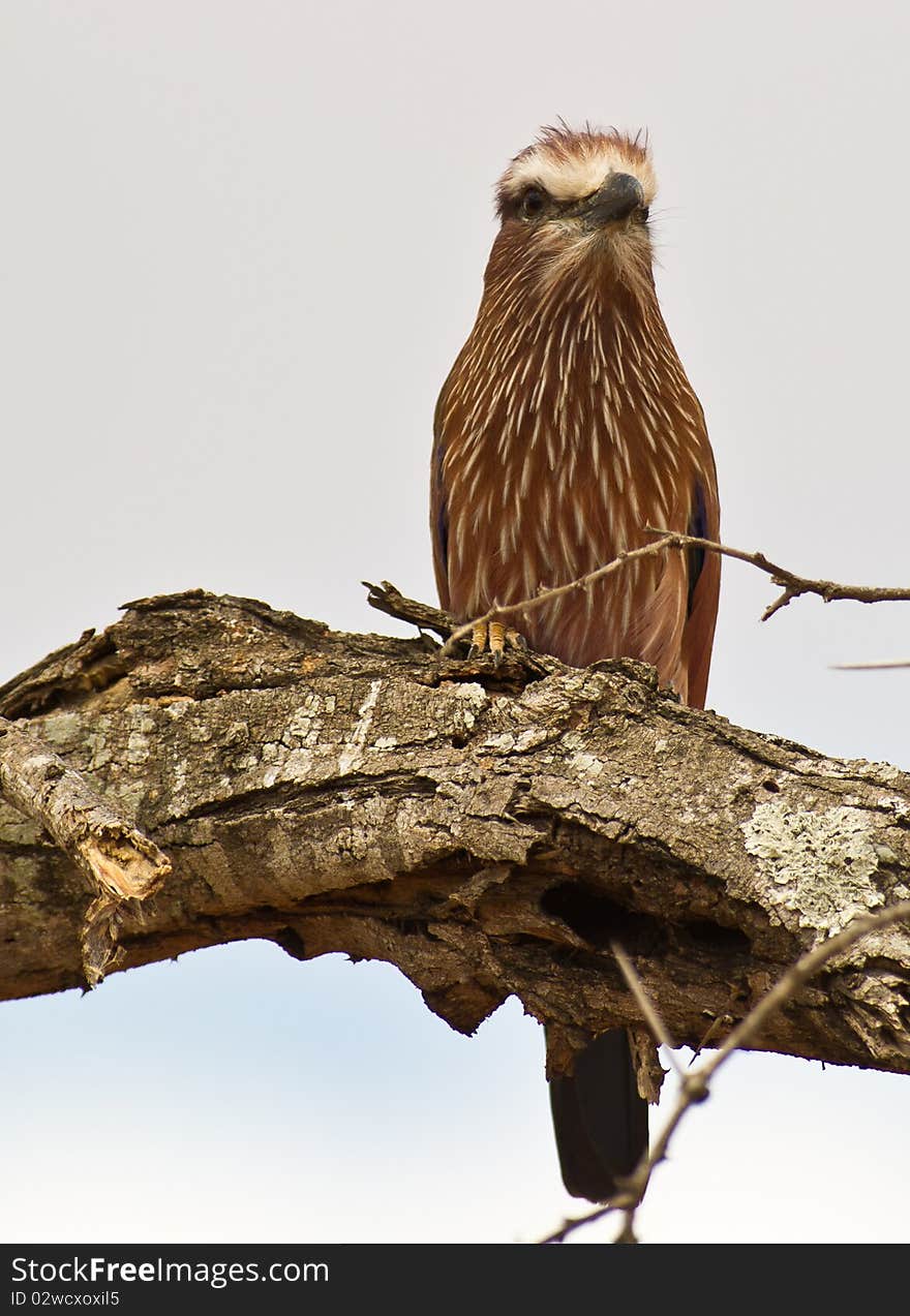 The Colors Of The Rufous-crowned Roller