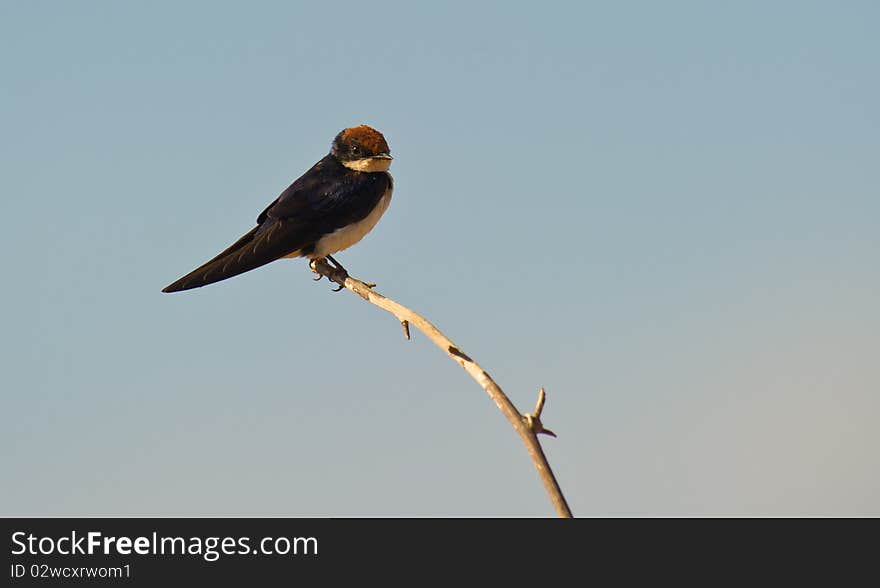 A Wire-tailed Swallow of Kenya perches on a branch hiding the characteristic wire-like tail feathers which give her the name. A Wire-tailed Swallow of Kenya perches on a branch hiding the characteristic wire-like tail feathers which give her the name.