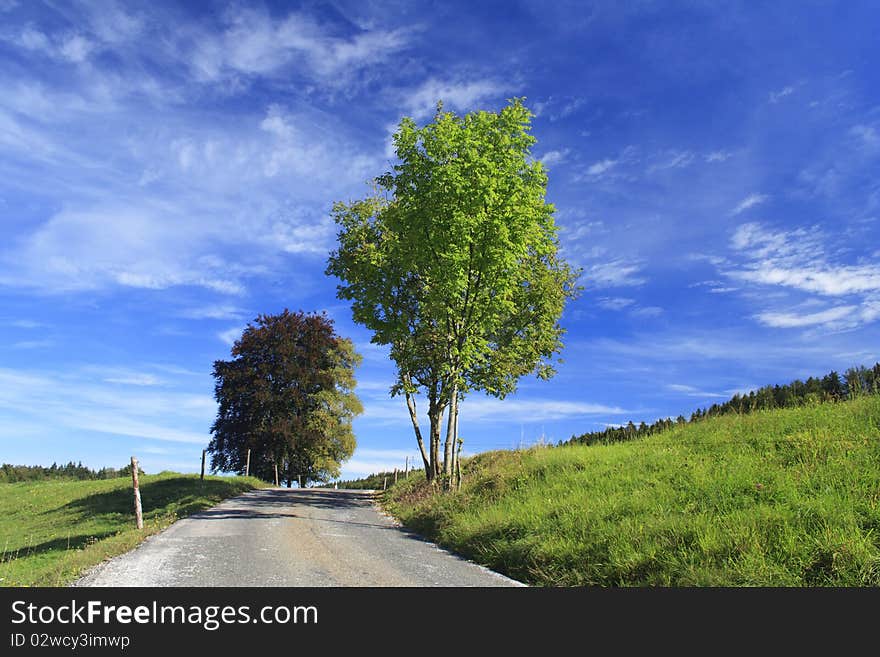 Road with colorful trees in a meadow, germany. Road with colorful trees in a meadow, germany