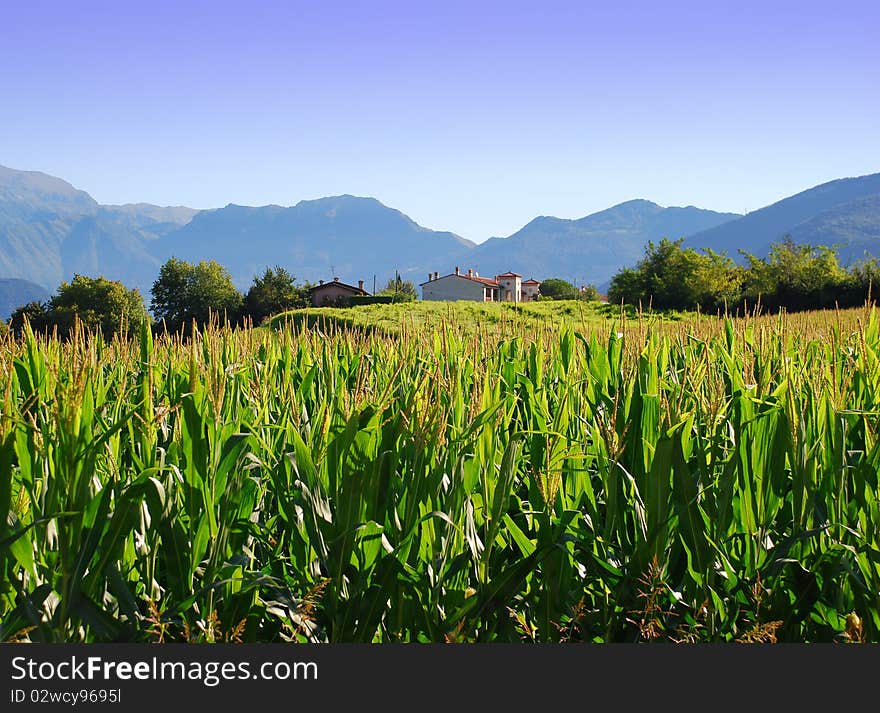 Agriculture in the Italian region of Lombardy. Cornfields in Franciacorta by Brescia. Agriculture in the Italian region of Lombardy. Cornfields in Franciacorta by Brescia