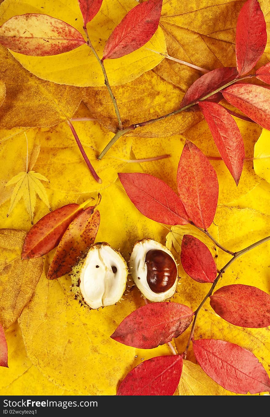 Fall background with open chestnut