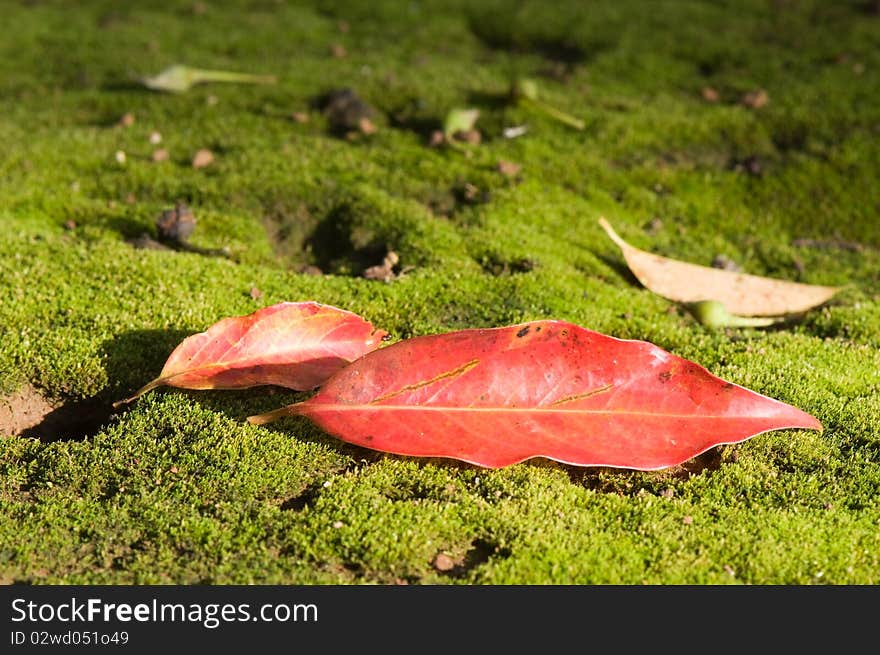 Red leaf with moss