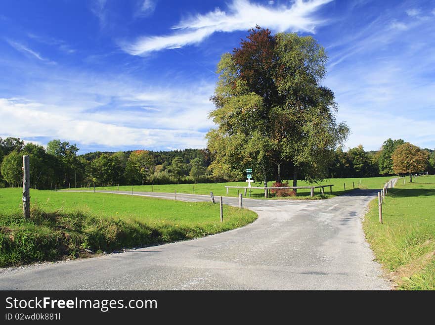 Road with colorful trees in a meadow, german. Road with colorful trees in a meadow, german