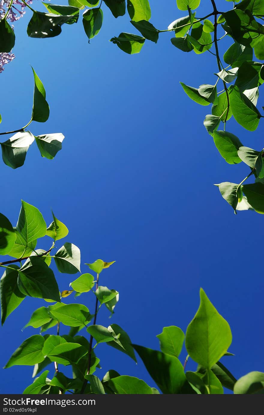 Blue sky framed by leaves. Blue sky framed by leaves.