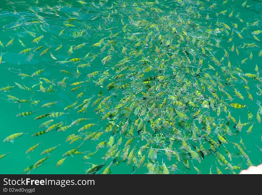 Colony fish in green water in thailand