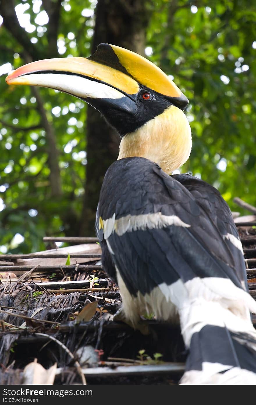 Hornbill