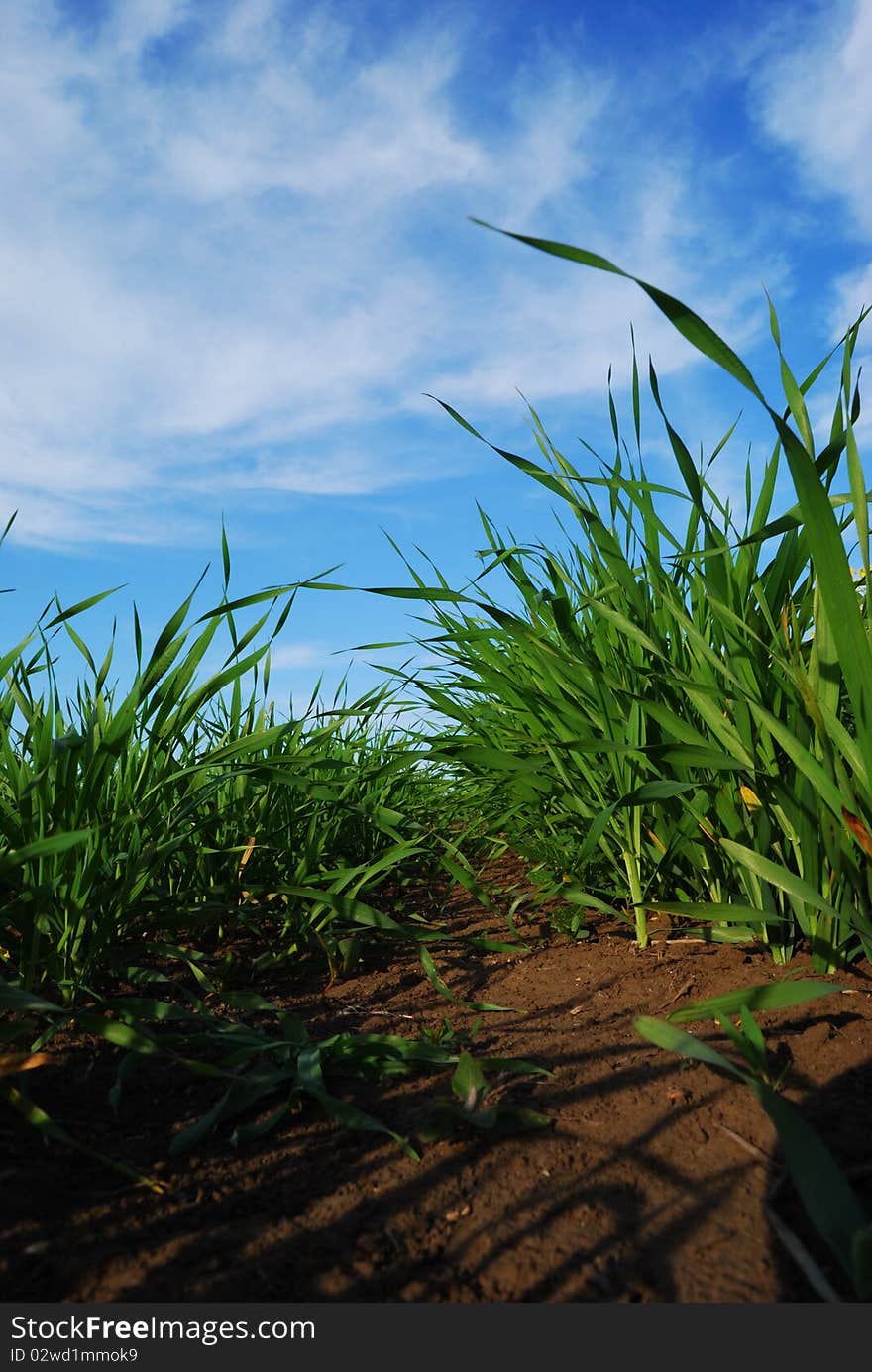 Grass blades with brown soil.