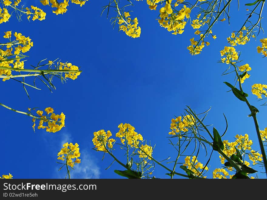 Blue sky framed by yellow flowers. Blue sky framed by yellow flowers.