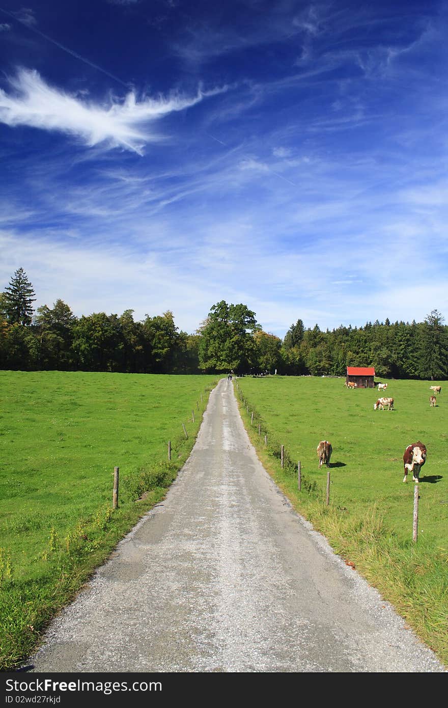 Road with colorful trees in a meadow, germany. Road with colorful trees in a meadow, germany