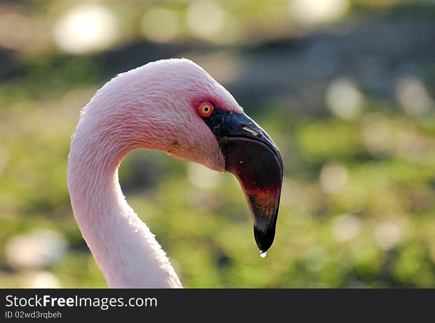 Pink flamingo head close up