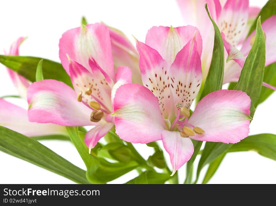 Pink alstromeria isolated on a white background.